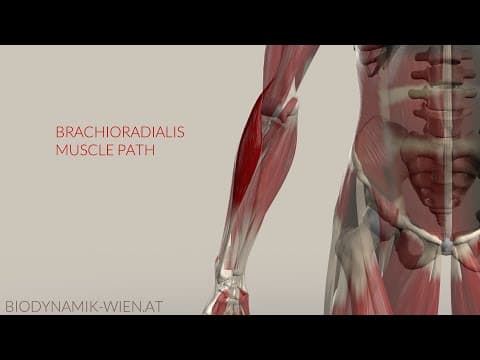Animación anatómica del músculo: Antebrazos
