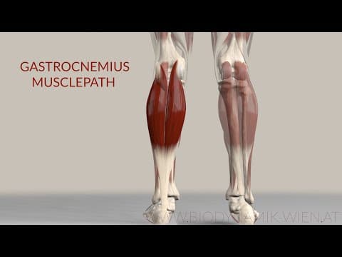 Animación anatómica del músculo: Gemelos