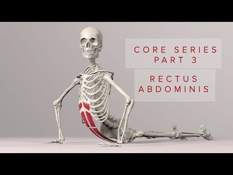 Animación anatómica del músculo: Core