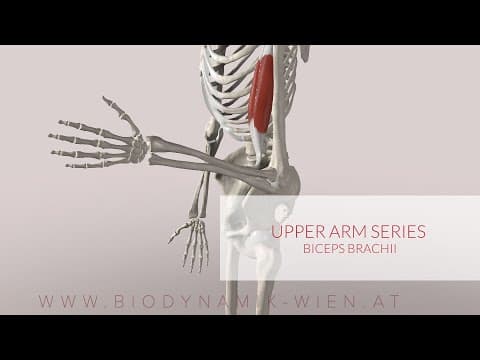 Animación anatómica del músculo: Bíceps