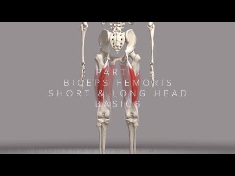 Animación anatómica del músculo: Isquiotibiales