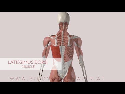 Animación anatómica del músculo: Espalda
