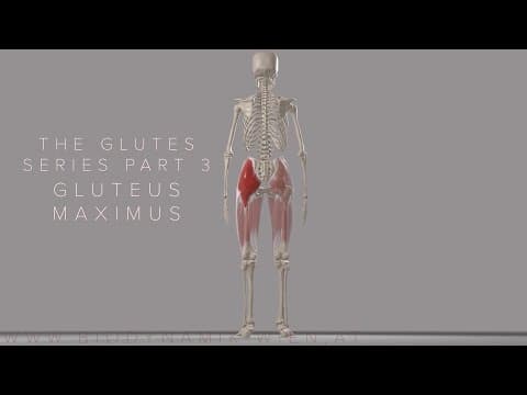 Animación anatómica del músculo: Glúteos