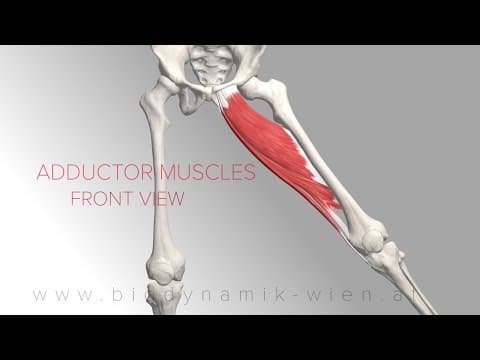 Animación anatómica del músculo: Aductores