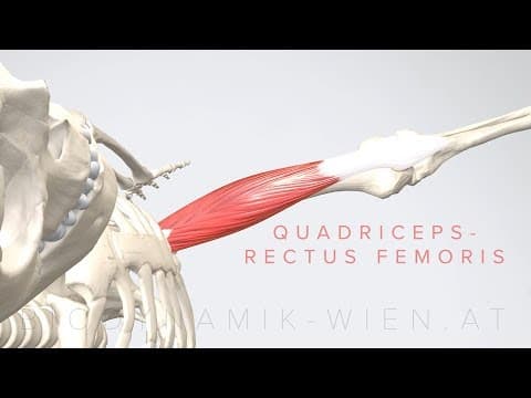 Animación anatómica del músculo: Cuádriceps