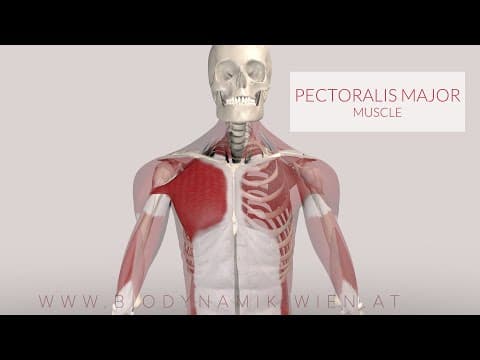 Animación anatómica del músculo: Pecho