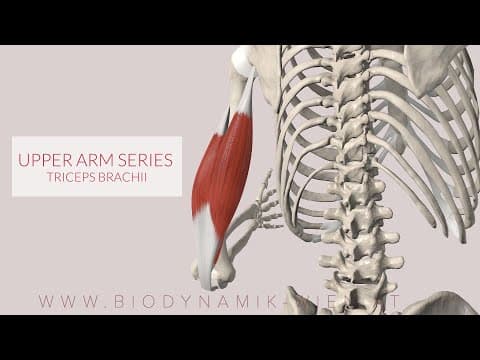 Animación anatómica del músculo: Tríceps